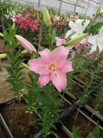 [4530 VH06 No01.JPG]